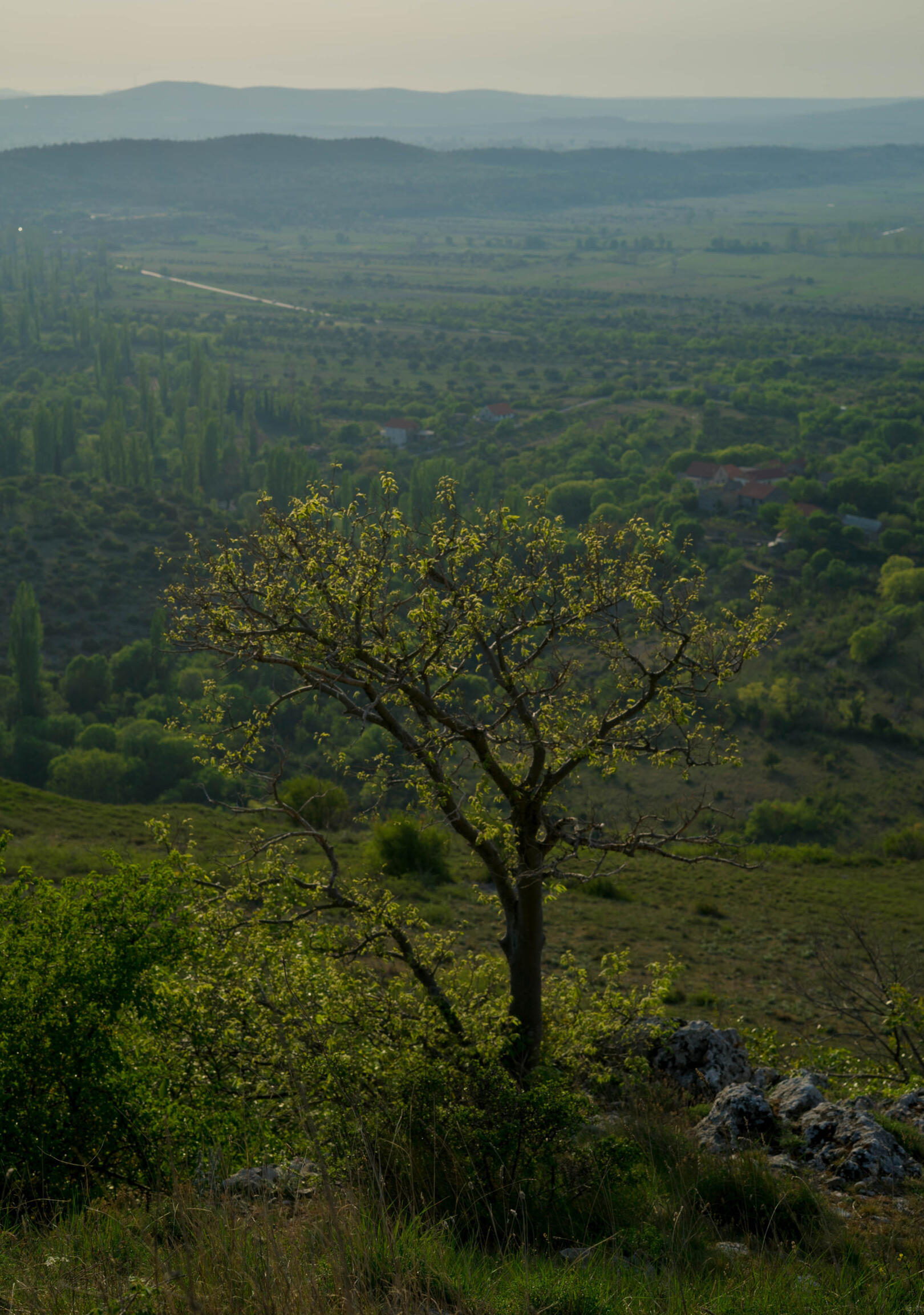 Dr. Irena Ateljević